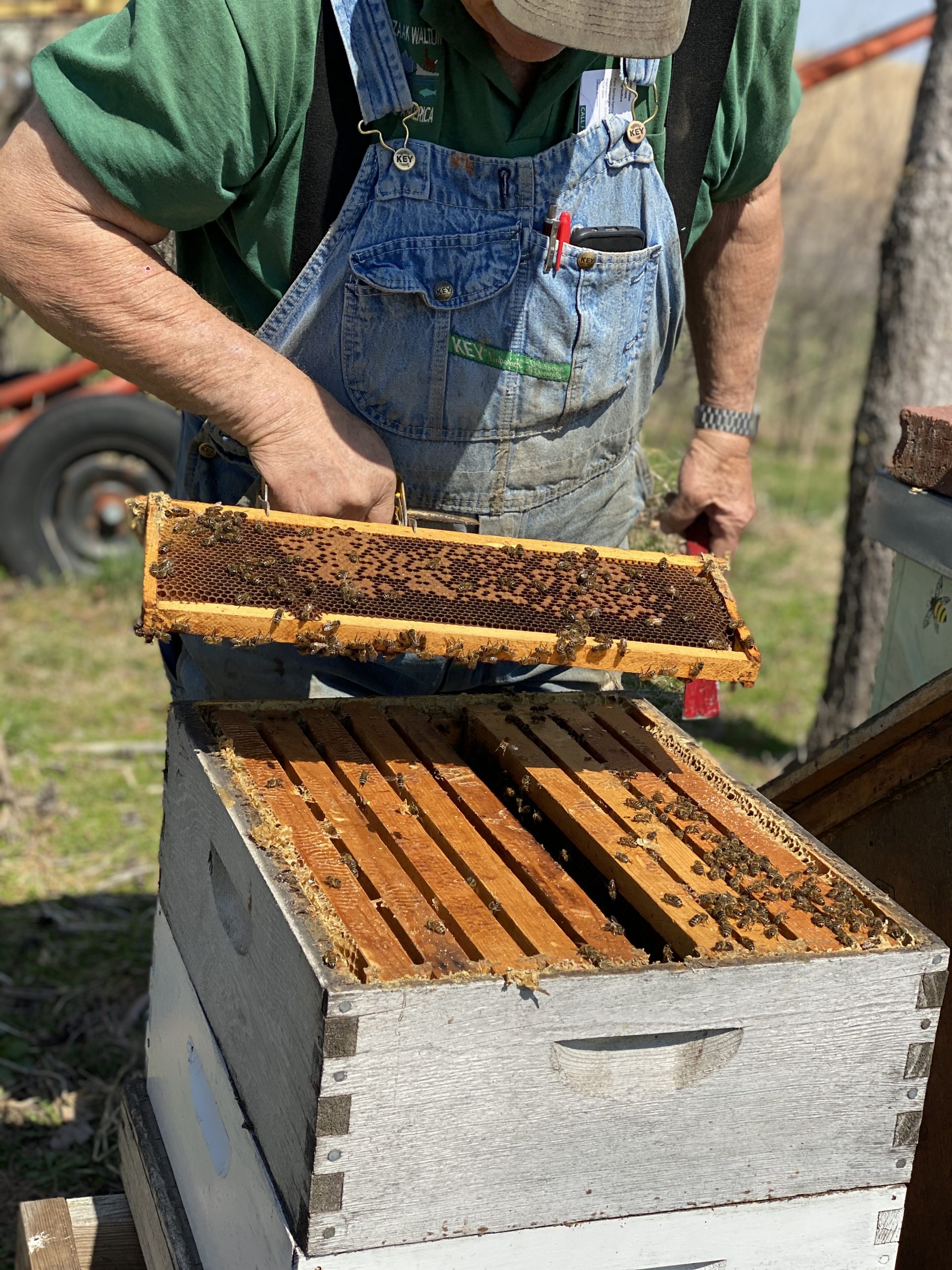 Striegel Acres Bees