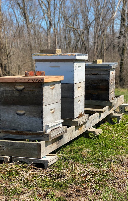 Beehives at Streigel Acres