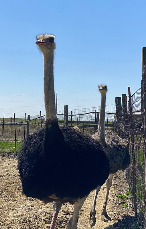 Ostrich Farm